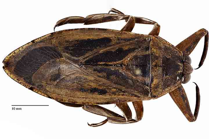 Além do aspecto biológico, as baratas gigantes aquáticas também são conhecidas por seu comportamento reprodutivo curioso: em algumas espécies, os machos são responsáveis por cuidar dos ovos, que as fêmeas depositam em suas costas.