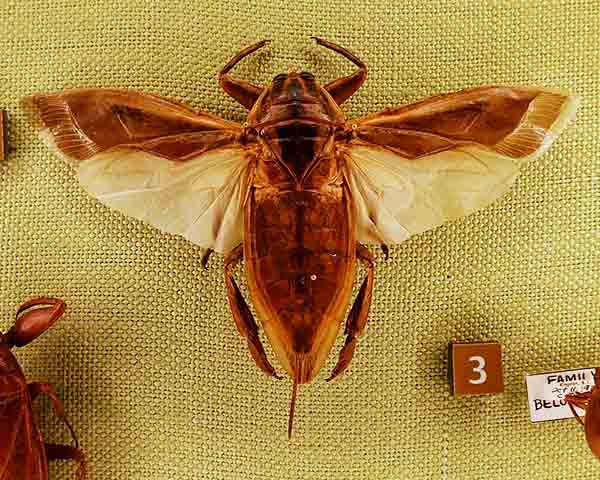 Quando sua população diminui, isso pode indicar problemas ambientais, como poluição ou presença de espécies invasoras. Segundo o pesquisador Shin-ya Ohba, proteger esses insetos pode contribuir para a conservação de ecossistemas inteiros.