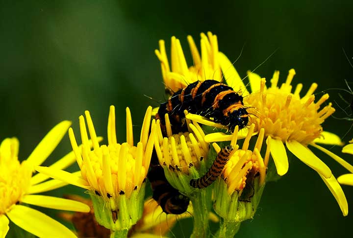 As lagartas da Mariposa Cinnabar adquirem toxicidade através das plantas que ingerem, geralmente a tasna ou tasneira. Podem causar dermatite urticária, asma atópica, coagulopatia de consumo, falência renal e hemorragia cerebral.