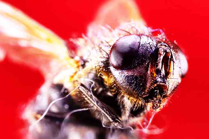 As moscas adultas possuem um aparelho bucal adaptado para lamber e sugar alimentos líquidos. 