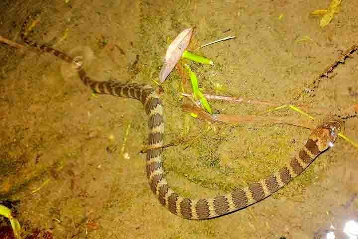 A coloração e padrões podem variar bastante entre as espécies e mesmo dentro de uma mesma espécie, dependendo da região onde são encontradas. 