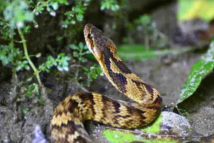 É encontrada em todos os biomas brasileiros, com exceção dos Pampas, e também em outros países da América do Sul. 