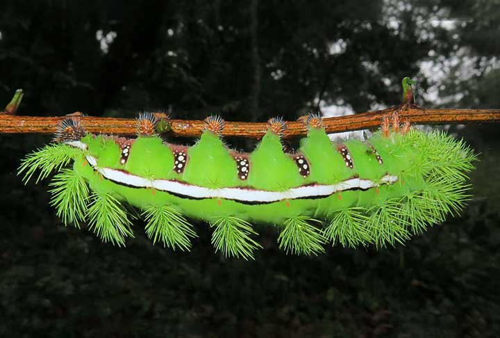 Encontrada do Canadá à Flórida, a lagarta da mariposa io possui espinhos em forma de pom-pom. Eles, por menor que sejam, têm um veneno que pode causar uma coceira dolorida, ou até mesmo dermatite.
