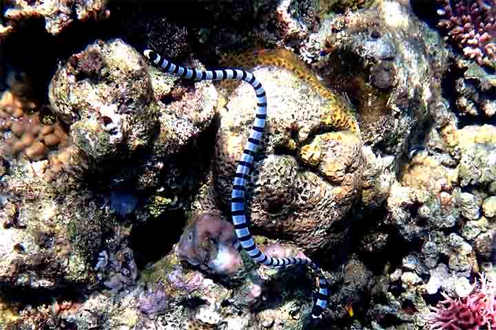 Por fim, as laticaudas possuem veneno neurotóxico potente, utilizado para imobilizar suas presas, principalmente enguias. 