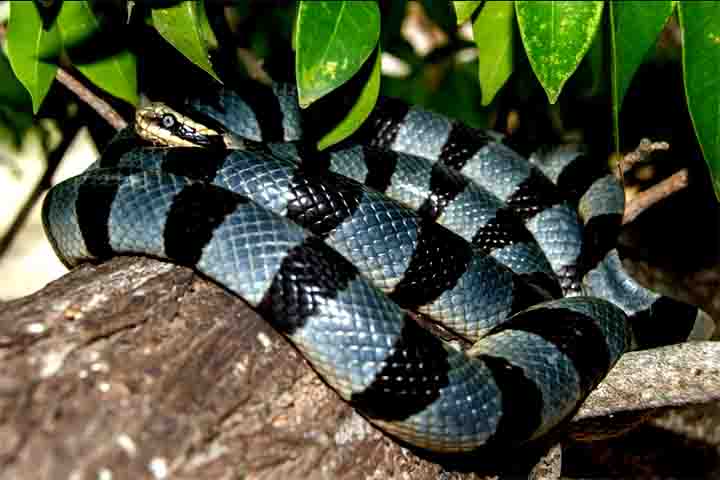 As serpentes do gênero Laticauda, conhecidas como kraits-marinhos ou cobras-do-mar-colubrinas, são serpentes semi-aquáticas venenosas pertencentes à família Elapidae.