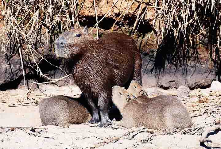 Capivaras são animais que se reproduzem com facilidade em cativeiro. Suas fêmeas dão à luz de 4 a 5 filhotes após uma gestação de cerca de 150 dias. Os filhotes nascem completamente desenvolvidos e já são capazes de nadar logo após o nascimento. 