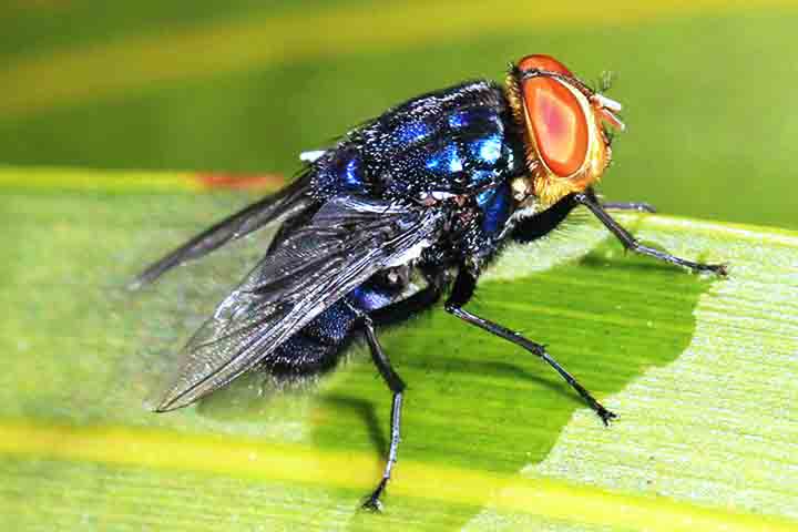 Algumas espécies, como a Cochliomyia hominivorax, causam miíase, uma infestação parasitária em que as larvas se alimentam de tecidos vivos, o que pode ser uma condição médica grave tanto para animais quanto para seres humanos.