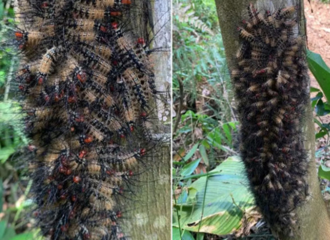 O biólogo Bruno Lourenço fez registros no local e deu explicações: Esse aglomerado de lagartas se move de forma coordenada, imitando um organismo maior e mais perigoso, o que pode assustar os predadores e desencorajá-los a atacar o grupo.
