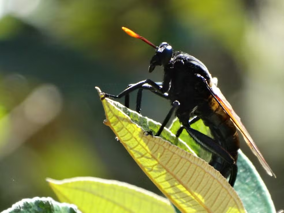Além de imitar o zumbido desses insetos, apresenta corpo escuro com reflexos metálicos, asas opacas em tons que vão do alaranjado ao esbranquiçado e antenas alongadas, geralmente com extremidades alaranjadas. Essa semelhança não é por acaso, mas sim uma estratégia de defesa contra predadores.