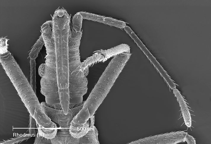 O probóscide, um inseto com um focinho longo e fino, é encontrado em florestas tropicais da América Central e usa seu probóscide para sugar néctar e se alimentar de frutas.