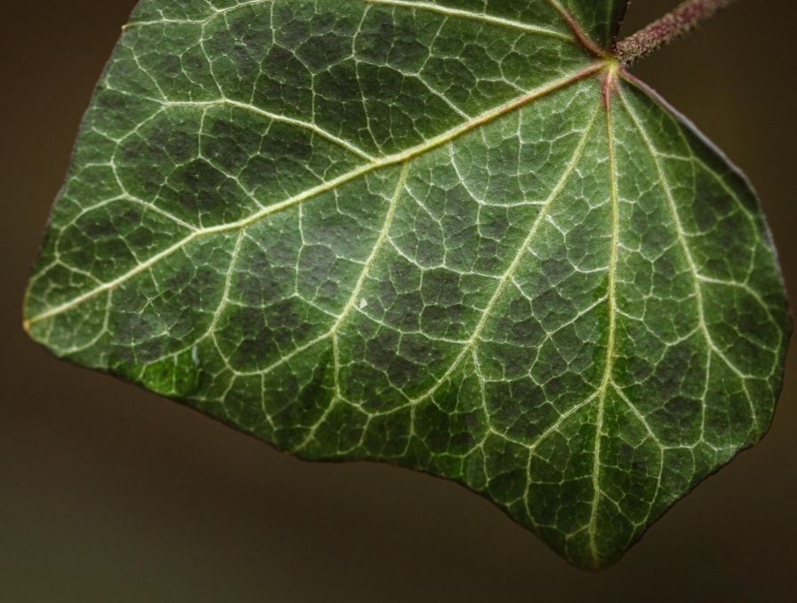 Pertencente à família das araliáceas, a hera é perene, semilenhosa e pode atingir até 20 metros de altura em superfícies adequadas. Esta planta pode viver em ambientes antropogênicos, arbustivos, assim como em bordas de florestas e jardins.