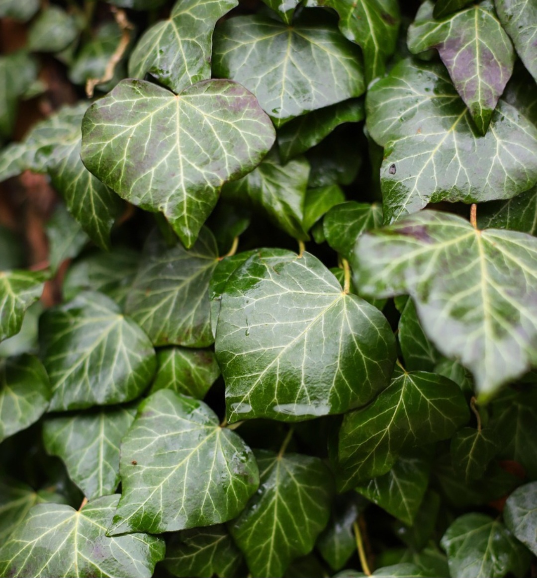 Originária da Europa, Ásia e África, com diversas espécies e variedades distribuídas por essas regiões, a hera é uma planta que chama a atenção pela sua versatilidade e facilidade de aderência. Ela é muito utilizada em paisagismo para cobrir muros, cercas e cobertura de solo. 