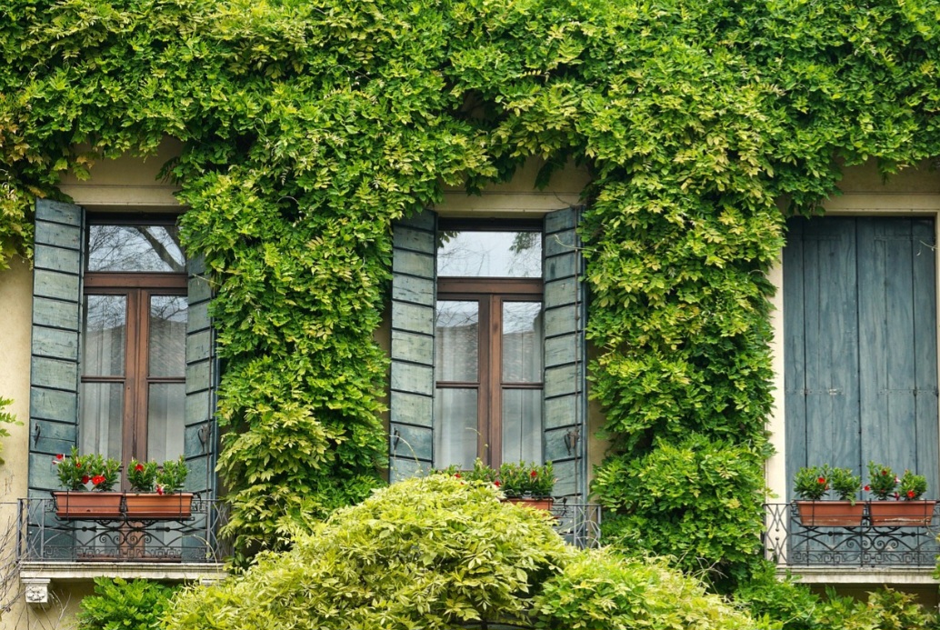 Possui raízes adventícias e estrutura flexível que a ajudam a se fixar em superfícies verticais, permitindo que ela escale e cubra paredes e outras estruturas. 