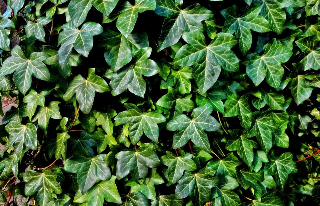 Diante disso, pode ser utilizada como pendente, especificamente em apartamentos, sendo longa e cheia. Em jardins, porém, a trepadeira pode aparecer com uma divisória e forração em áreas reservadas.