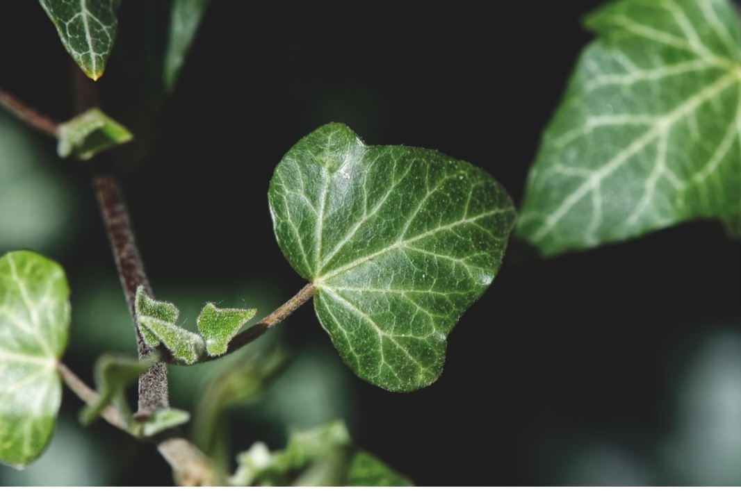 A hera, então, tolera sombra parcial e temperaturas variadas, adaptando-se bem tanto a ambientes internos quanto externos. Ela se ajusta bem a diferentes condições de luz, embora prefira luz indireta ou meia sombra para um crescimento ideal. 