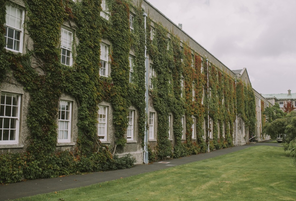 Além do paisagismo, é uma planta popular para decoração de interiores, sendo usada em vasos suspensos e como plantas de interior. 
