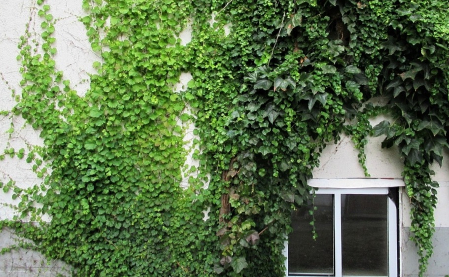 A hera possui um rico significado espiritual e simbólico em várias culturas ao redor do mundo. Assim, ela é considerada uma planta sagrada em muitas tradições, simbolizando a capacidade de proteger e purificar um espaço. 