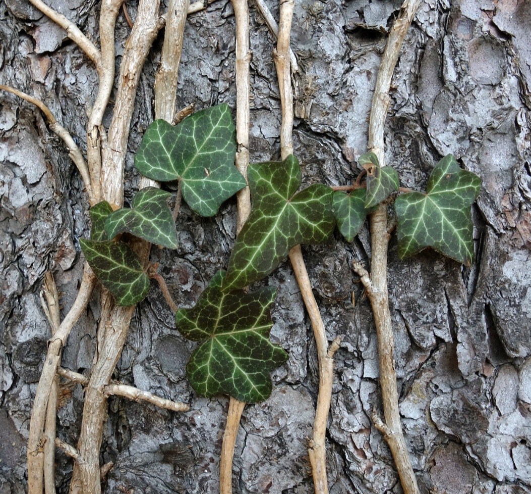 Assim, seus extratos são conhecidos por suas ações expectorantes e fluidificantes, auxiliando na eliminação do catarro. Por outro lado, é importante ressaltar que o uso medicinal da hera deve ser feito sob orientação de um profissional de saúde. 