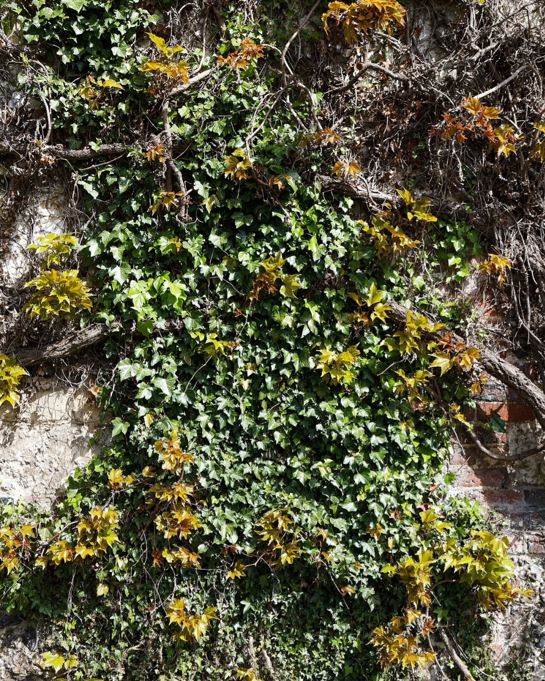 O extrato de hera ajuda a fluidificar o muco, facilitando a sua expectoração. É frequentemente encontrado em xaropes para tosse, sendo importante seguir as orientações de uso do produto e a dose recomendada pelo médico ou farmacêutico. 