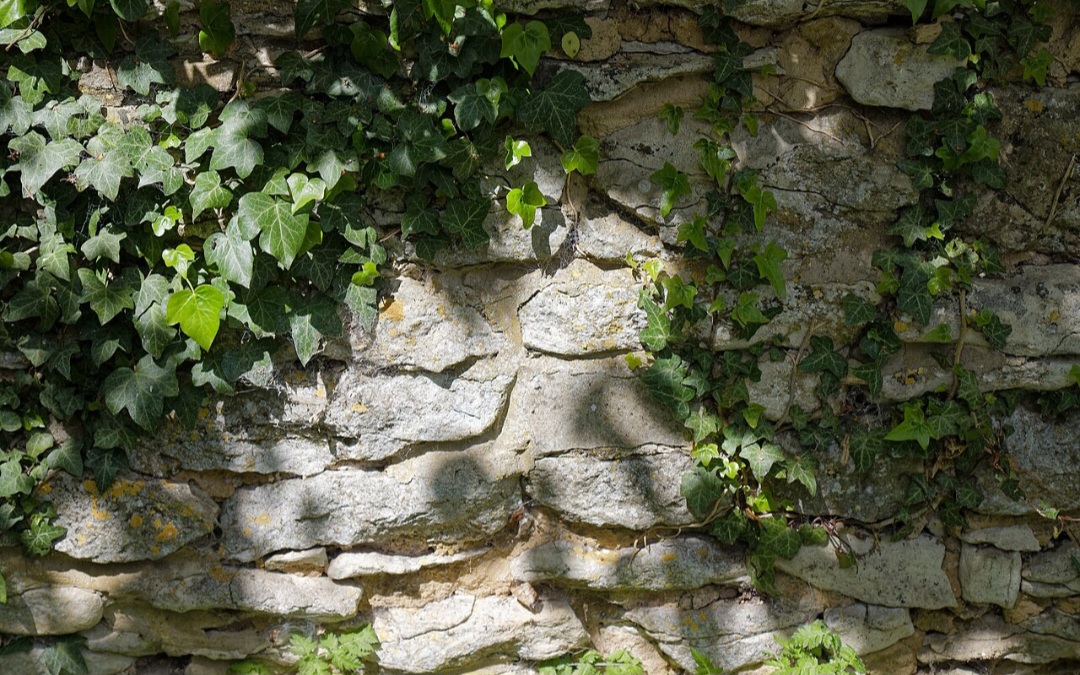 Essa planta também é conhecida por seu crescimento vigoroso e capacidade de se adaptar a diferentes ambientes. Por esta característica específica, a hera torna-se um símbolo de renovação espiritual e crescimento pessoal. 