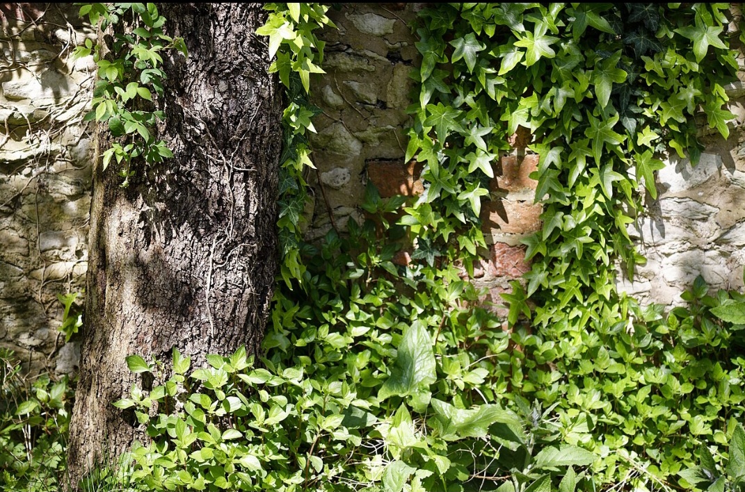 Algumas espécies de hera, como a falsa-vinha (Parthenocissus tricuspidata), possuem raízes com ventosas que se fixam com firmeza. Já a Hedera helix possui raízes que funcionam como pequenos grampos, prendendo-se ao substrato. 