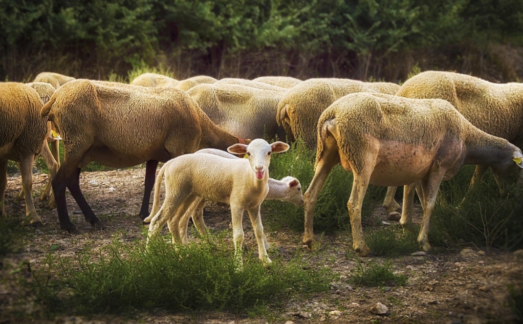 Assim, elas simbolizam ambição, resiliência e independência, devido à sua capacidade de escalar montanhas e superar obstáculos. Também representam nutrição, riqueza, abundância e instintos maternos em algumas culturas asiáticas.