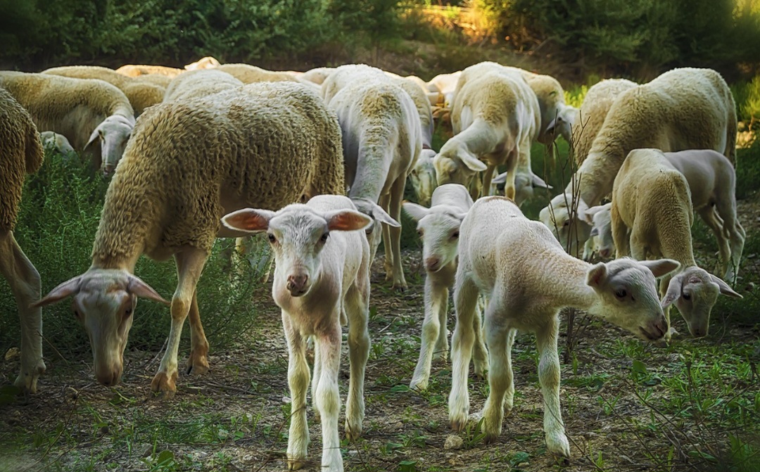 De acordo com um estudo publicado na revista L’Anthropologie, existem novas perspectivas sobre o papel simbólico do íbex (Capra aegagrus), a cabra montesa selvagem nativa da Europa, Ásia e nordeste da África.