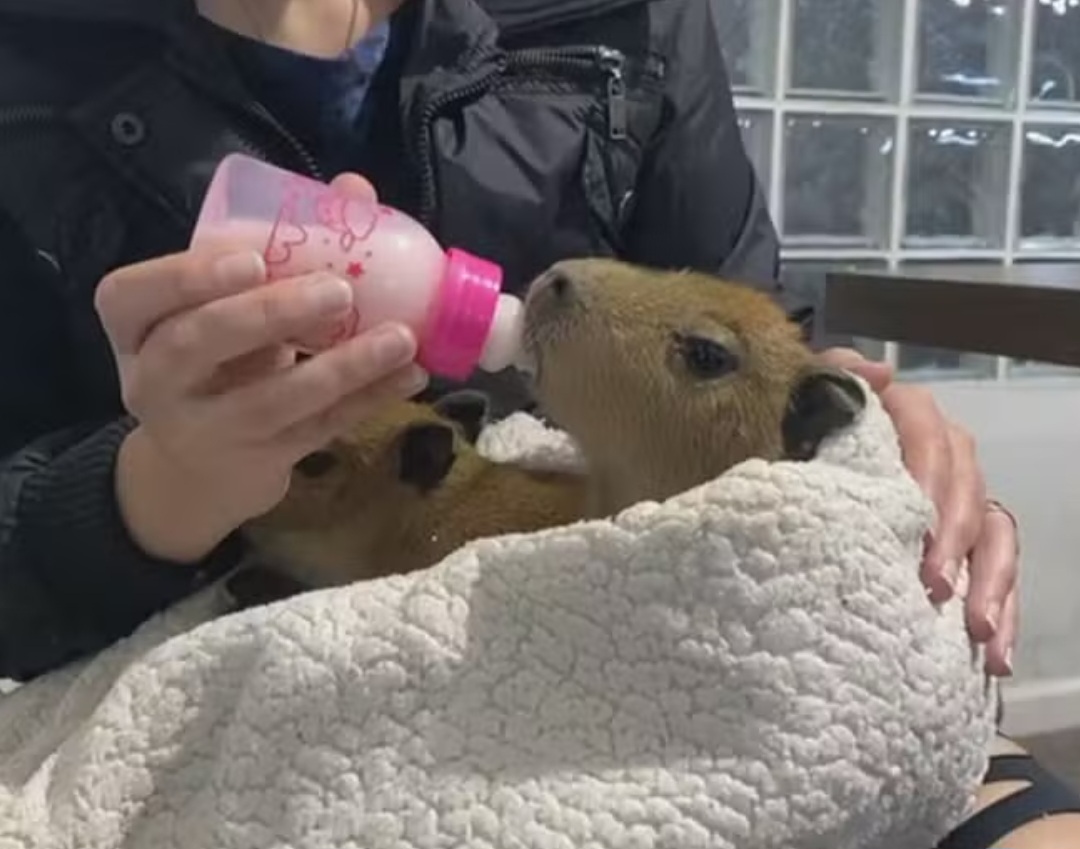 Falando em capivaras, recentemente dois filhotes da criatura foram encontrados sozinhos às margens da Via Dutra, perto da base operacional da Ecovias Rio Minas. A mãe e três outros filhotes morreram no local, e os dois sobreviventes foram resgatados pela equipe da concessionária.