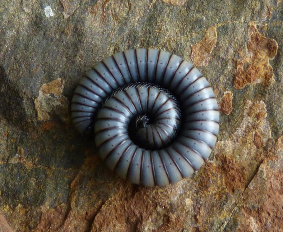 Os gongolos são herbívoros detritívoros, pois se alimentam principalmente de matéria vegetal morta e em decomposição, como folhas e galhos caídos. 