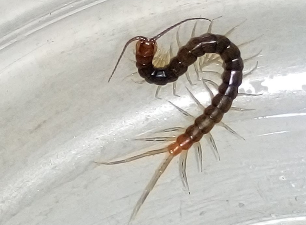 Cabe destacar que elas são consideradas peçonhentas, e sua picada pode ser dolorosa para humanos, embora raramente fatal.