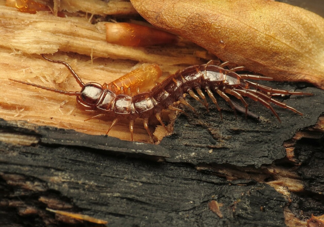 As lacraias são predadoras carnívoras e caçadoras noturnas muito rápidas. Elas utilizam um par de apêndices modificados próximos à cabeça, chamados forcípulas, para inocular veneno em suas presas, que incluem insetos, vermes, grilos e até pequenos vertebrados. 