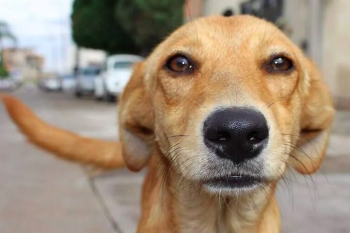 O pessimismo em relação ao futuro também é outro fator citado por quem opta por ter animais de estimação.   