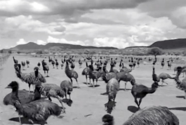 Os emus tinham sua estratégia natural. O major G.P.W. Meredith, líder da operação, relatou que os rebanhos contavam com um líder responsável por vigiar o ambiente enquanto os outros realizam suas obras destrutivas. Em caso de sinal de perigo, as aves iniciavam fuga em massa. 