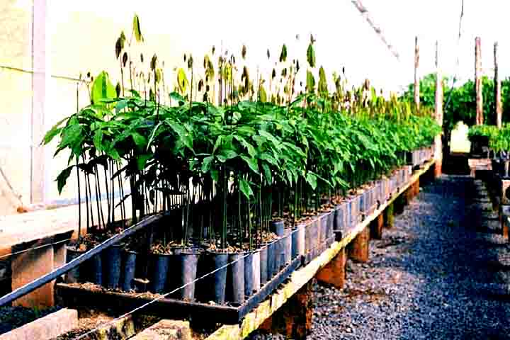 No início do século XX, mudas de seringueira foram para o Sudeste Asiático. Regiões como Malásia e Indonésia dominaram a produção mundial, competindo diretamente com a Amazônia. Com a queda da produção brasileira, o monopólio da borracha foi para a Ásia.