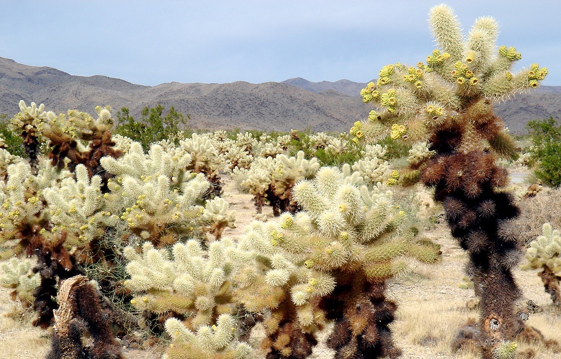 Além da árvore típica, a região tem natureza em que se destacam a floresta de cactos (foto) e uma formação geológica chamada de Matacão. 