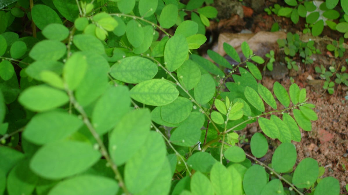 Brasil terá fitoterápico inovador com quebra-pedra
              
