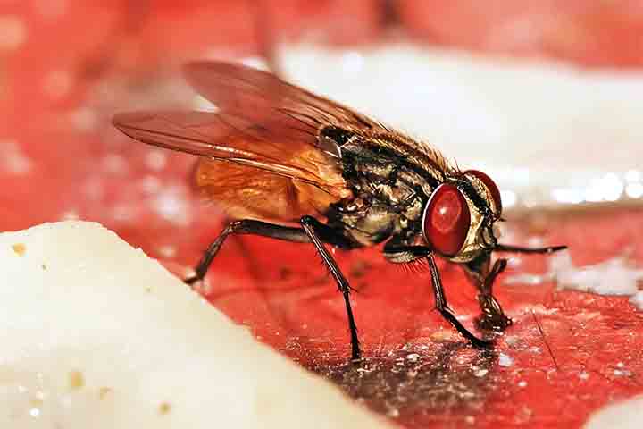 MOSCAS - As moscas se multiplicam rapidamente no calor e são atraídas por resíduos orgânicos. A presença constante indica falhas no manejo do lixo doméstico.