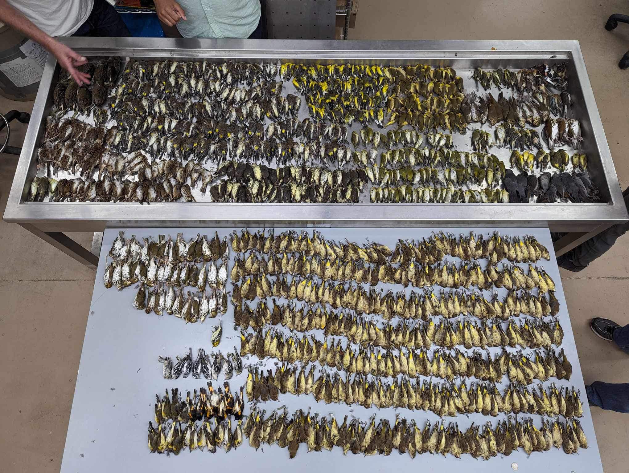 Nesse caso, quase mil aves morreram após colidirem com o prédio espelhado. Cientistas afirmaram que dezenas de espécies foram afetadas. Essa não foi a primeira vez que aves apareceram mortas no entorno do centro de convenções de Chicago.