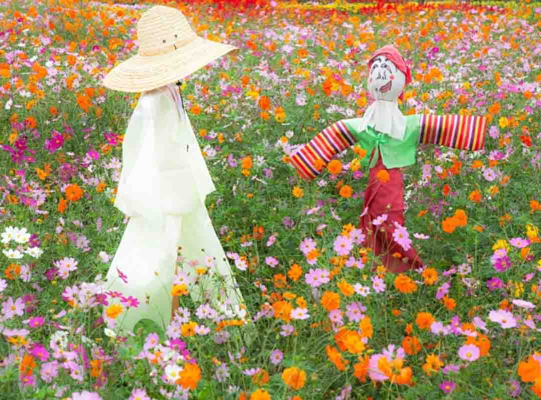 Há plantações que contam com pares de espantalhos, como um fotografado na Coreia do Sul. 
