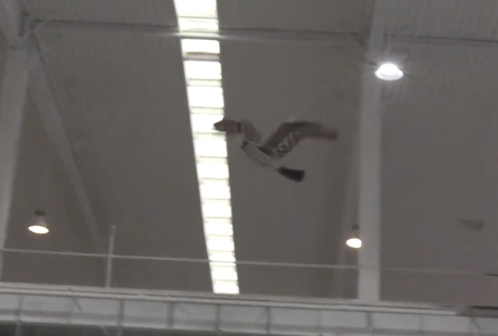 Segundo seu desenvolvedor, o drone tem aplicações científicas, educacionais e práticas, como afastar aves em aeroportos ou permitir voos discretos.