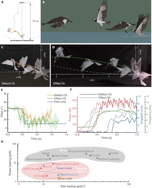 Nosso estudo destaca uma solução de engenharia prática para um problema biônico raramente discutido, diz um trecho da publicação.