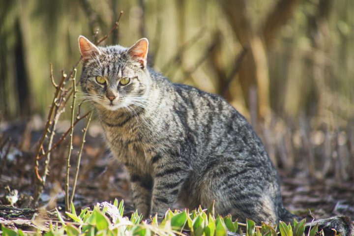Os gatos selvagens são descendentes de gatos domésticos que passaram a viver sem contato humano. Eles se adaptam rapidamente a ambientes naturais, formando colônias e desenvolvendo comportamentos de caça muito eficientes.