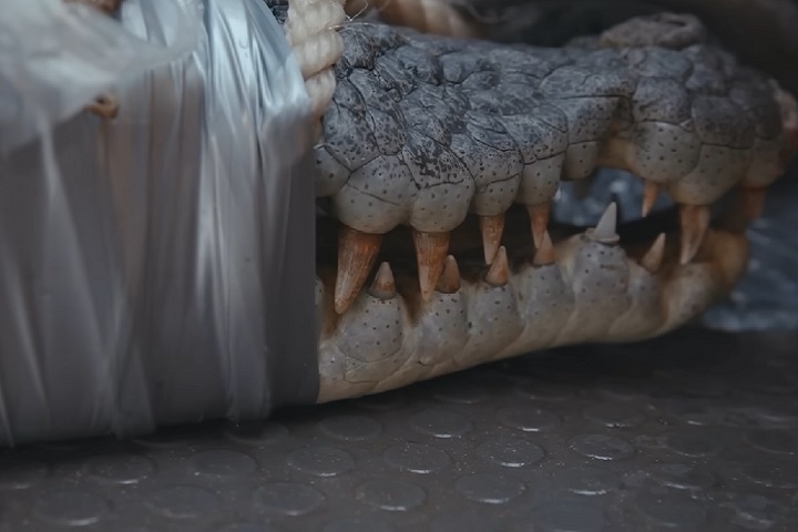 Os animais capturados geralmente são sacrificados, pois tendem a retornar ao local, se soltos. É nosso trabalho tentar manter as pessoas o mais seguras possível, disse o guarda-florestal Kelly Ewin, em entrevista à BBC.