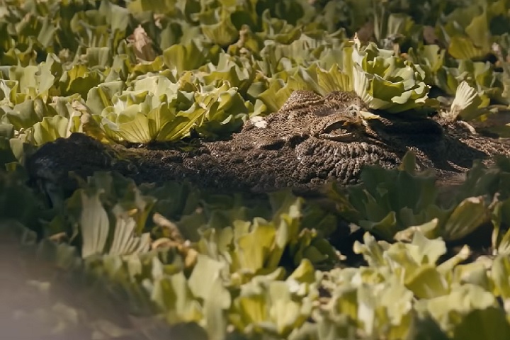 Apesar do status protegido dos crocodilos, o governo do Território do Norte implementou um plano de gestão de 10 anos, aumentando a cota anual de abate de 300 para 1.200 animais. 