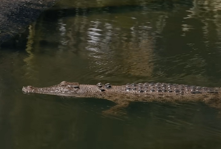 No entanto, ativistas levantam preocupações sobre as condições dos crocodilos em cativeiro, que frequentemente vivem isolados para garantir a qualidade de suas peles, um requisito essencial para o mercado de luxo.