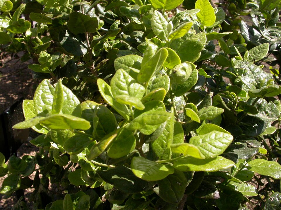 BOLDO - O boldo é uma das ervas mais populares para auxiliar o funcionamento do fígado e aliviar sensação de estufamento. Seu sabor amargo está ligado justamente aos compostos que estimulam a digestão.