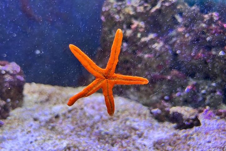 Algumas espécies até conseguem regenerar o corpo inteiro a partir de um único braço, desde que parte do disco central esteja intacto.