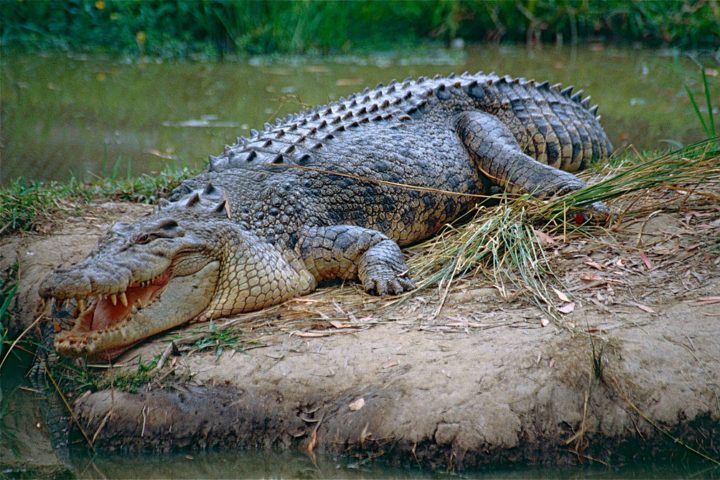 Conhecidos como salties (salgados) pelos locais, esses crocodilos estavam quase extintos há 50 anos devido à caça intensiva para comércio de peles.