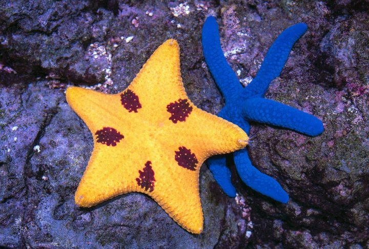 Normalmente, esses animais são encontrados em quase todos os oceanos do mundo, desde águas rasas até grandes profundidades.