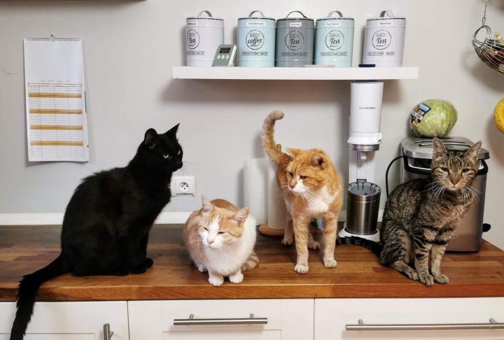 Estima-se que existam aproximadamente 1,26 milhões de gatos domésticos no país — cerca de 40% dos domicílios neozelandeses têm pelo menos um gato como pet.